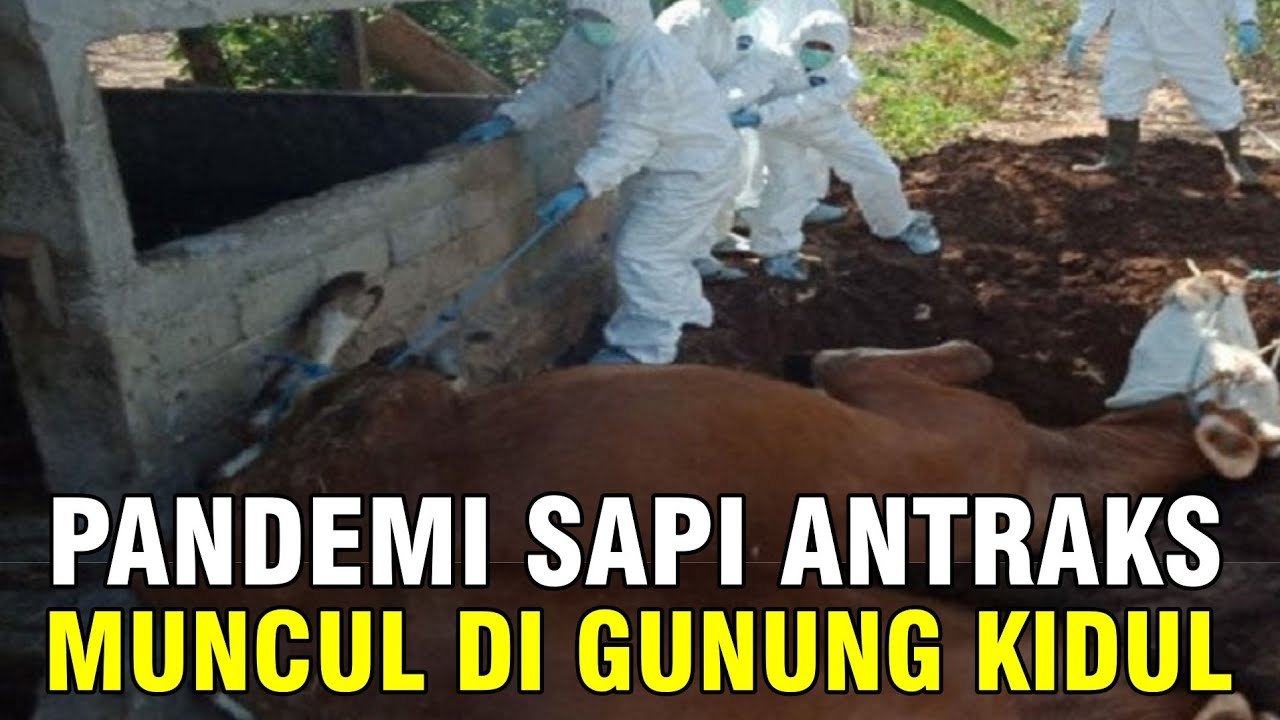 
                                 Pandemi-Antraks-Gunung-Kidul-Belasan-Sapi-Positif-Terinfeksi